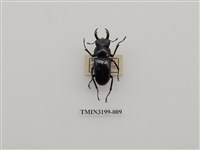 藏品(刀鍬形蟲)的圖片